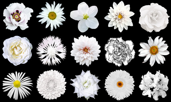 Fototapeta Mix collage of natural tender white flowers 15 in 1: peony, dahlia, roses, flax flower, pelargonium, gerbera, chrysanthemum, cornflower and daisy flower isolated on black