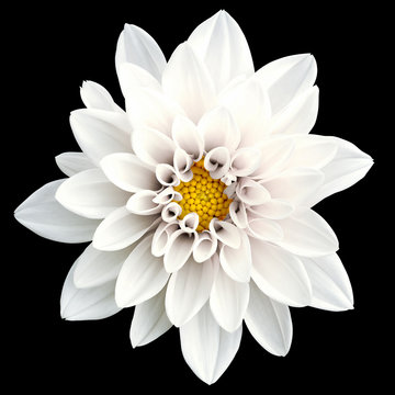 Tender white flower dahlia macro isolated on black
