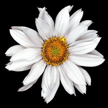 Fototapeta Tender white flower of a decorative sunflower Helinthus isolated on black