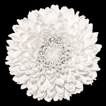 Fototapeta Tender white chrysanthemum (golden-daisy) flower macro isolated on black