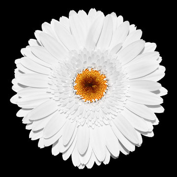 Fototapeta Tender white gerbera flower macro isolated on black