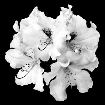 Fototapeta Bush of tender white pelargonium flowers isolated on black