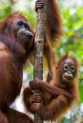 The female of the orangutan with a baby in a tree. Indonesia. The island of Kalimantan (Borneo). An excellent illustration. © gudkovandrey