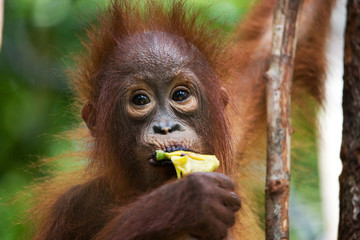 Baby orangutan eating fruit. Indonesia. The island of Kalimantan (Borneo). An excellent illustration. © gudkovandrey