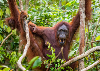 Naklejka premium The female of the orangutan with a baby in a tree. Indonesia. The island of Kalimantan (Borneo). An excellent illustration.