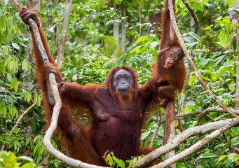 Naklejka premium The female of the orangutan with a baby in a tree. Indonesia. The island of Kalimantan (Borneo). An excellent illustration.