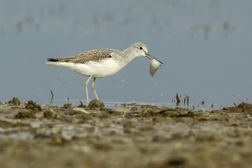 Common Greenshank With A Fish