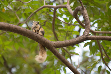 Squirrel in the forest eating nut