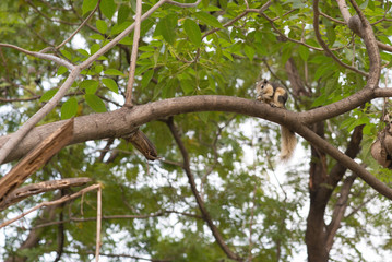 Squirrel in the forest eating nut