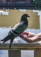 the pigeon is sitting on the palm of the human hand