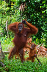The female of the orangutan with a baby on ground. Indonesia. The island of Kalimantan (Borneo). An excellent illustration.