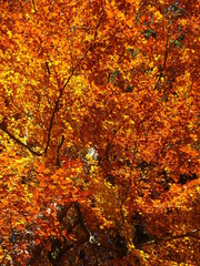 Herbst Laub Baum Romantik Stimmung in Gelb, Orange, Rot, Gold, Rost und Braun