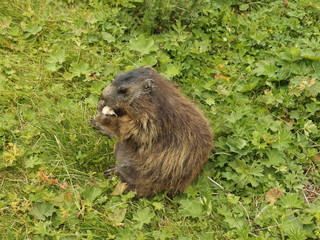 Murmeltier beim Futter fressen im Gras