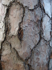 Baumholz Rinde