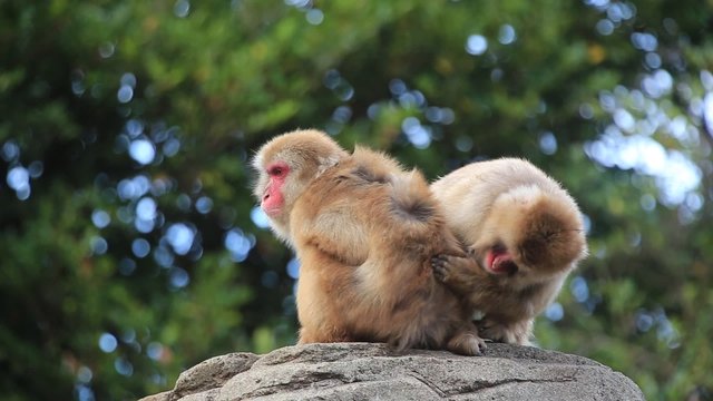 毛繕いするニホンザル 2頭