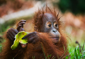 Baby orangutan eating fruit. Indonesia. The island of Kalimantan (Borneo). An excellent illustration. - obrazy, fototapety, plakaty