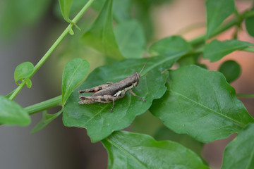 the thailand Grasshoppers in  forest.