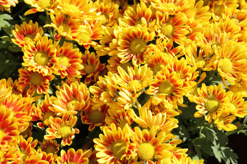 yellow flowers
