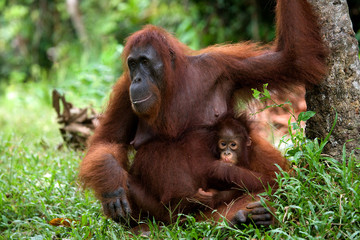 The female of the orangutan with a baby on ground. Indonesia. The island of Kalimantan (Borneo). An excellent illustration.