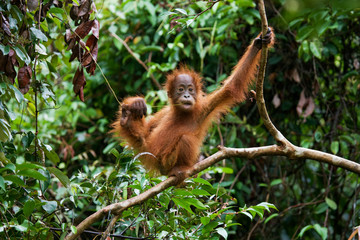 Baby orangutan in the wild. Indonesia. Island of Kalimantan (Borneo). 