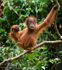 A baby orangutan in the wild. Indonesia. The island of Kalimantan (Borneo). An excellent...