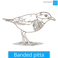 Banded pitta bird learn birds coloring book vector
