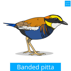 Banded pitta learn birds educational game vector