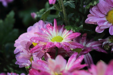 Obraz premium pink flowers 