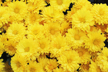 yellow flowers
