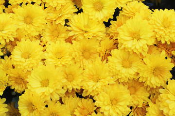 yellow flowers
