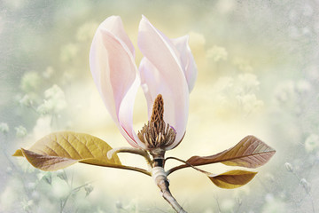 hellrosa Magnolienblüte auf Hintergrund mit zarter Blütentextu