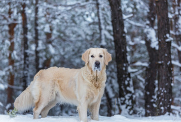 Retriever in winter forest