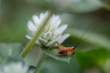 A close up of Grasshoppers on tree in forest