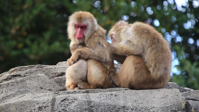 2頭のニホンザルが寄り添って毛繕いする様子｜用途の広い高品質な動画素材