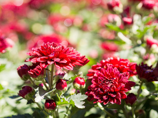 Red chrysanthemum