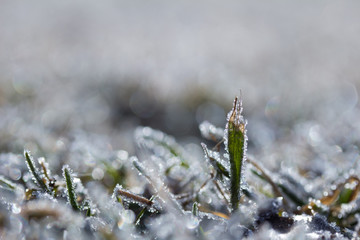 Gras, Eiskristalle nah