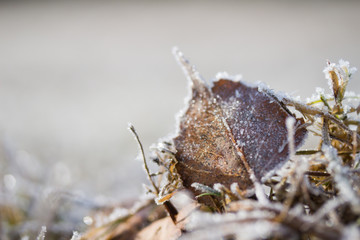Gras, Eiskristalle nah