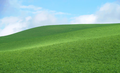 hill with green grass