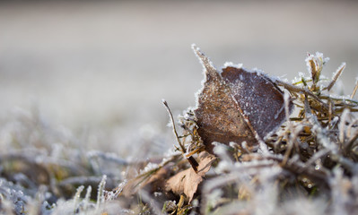 Gras, Eiskristalle nah