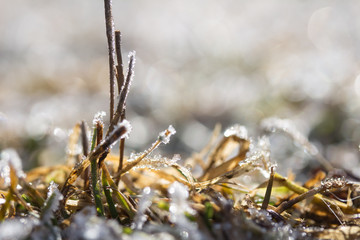Gras, Eiskristalle nah