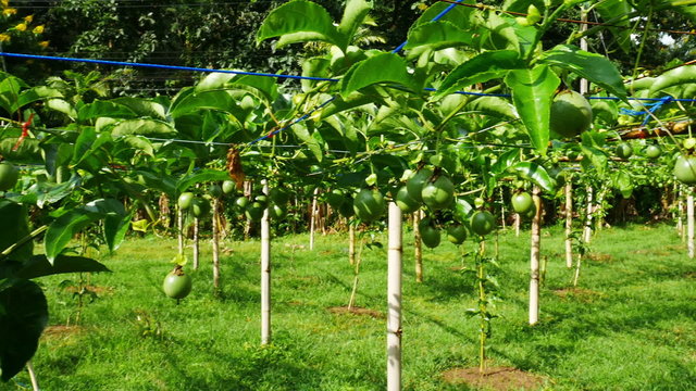 Passion fruits on the vine 