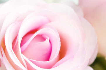 Obraz na płótnie Canvas Close up of artificial pastel rose