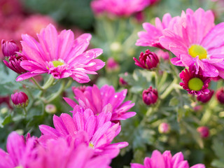 Obraz premium Chrysanthemum flower