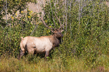 Bull Elk