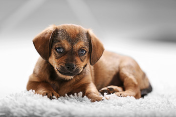 Cute puppy on carpet at home