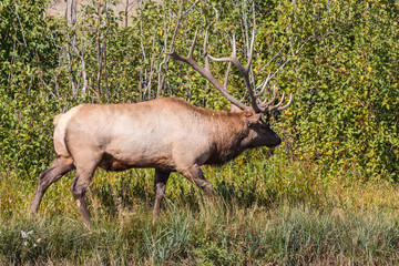 Bull Elk