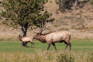 Bull Elk
