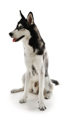 Siberian Husky sitting, isolated on white
