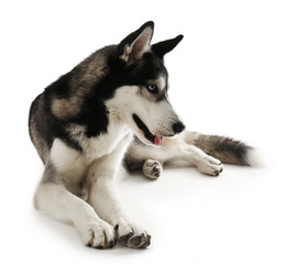 Naklejka na ściany i meble Siberian Husky lying, isolated on white