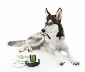 Siberian Husky lying with headphones, isolated on white